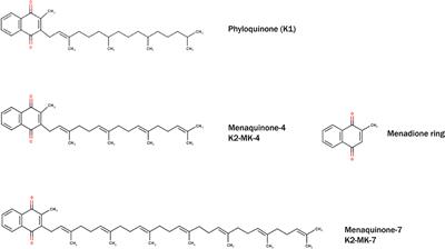 The Bone—Vasculature Axis: Calcium Supplementation and the Role of Vitamin K